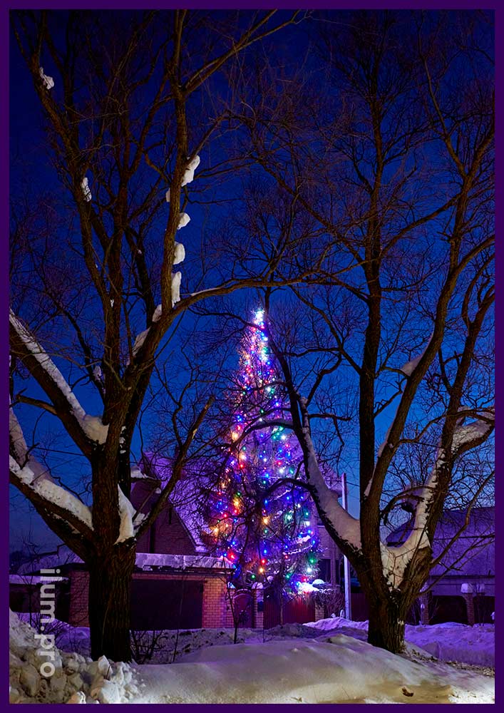 Новогоднее украшение живой ели во дворе дома разноцветными лампочками белтлайт, защита от осадков IP65