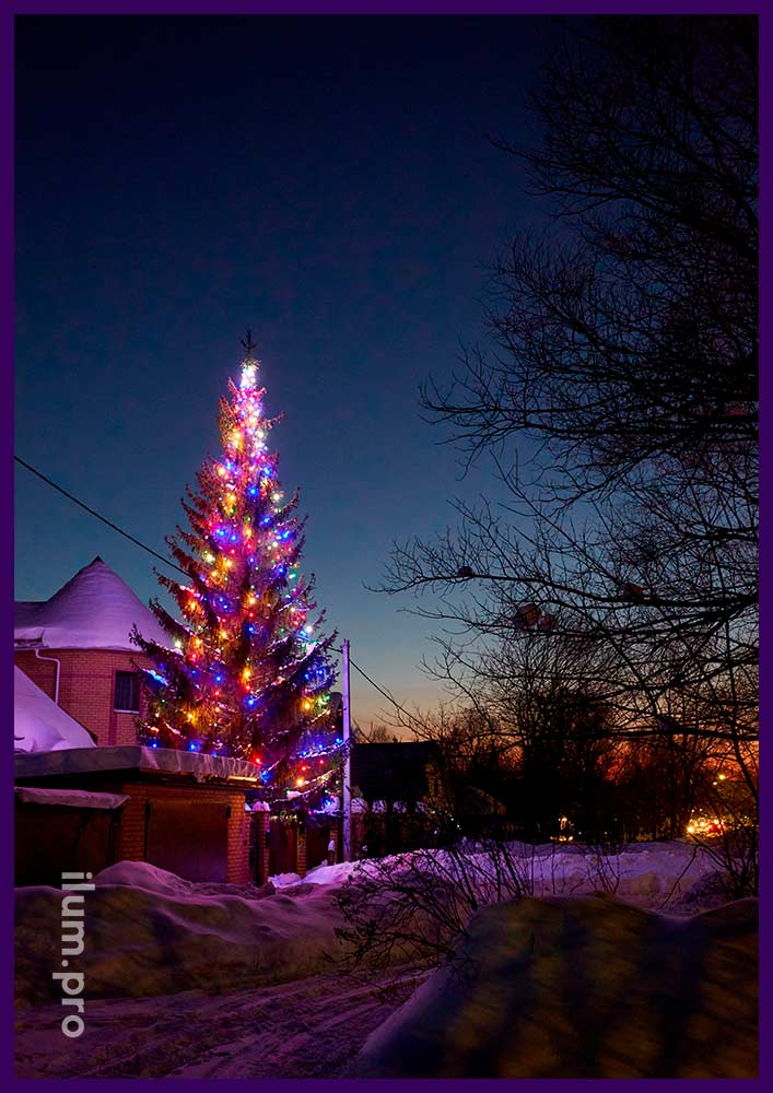 Ёлка с разноцветными крупными лампочками на Новый год, украшение живой ели во дворе дома
