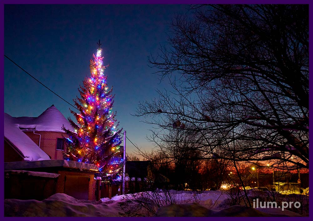 Украшение живой ели во дворе дома на Новый год светодиодными гирляндами белтлайт с крупными лампочками