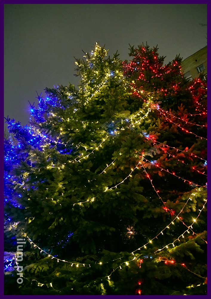 Подсветка живых ёлок к Рождеству разноцветными гирляндами с защитой от осадков и мороза